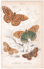 Plate 14 
Argynnis Paphia
Melitaea Cinxia
Silver Washed Fritillary
Glanville Fritillary